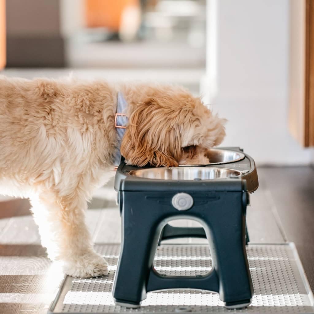 Adjustable Height Double Pet Feeder with Stainless Steel Bowls L672229